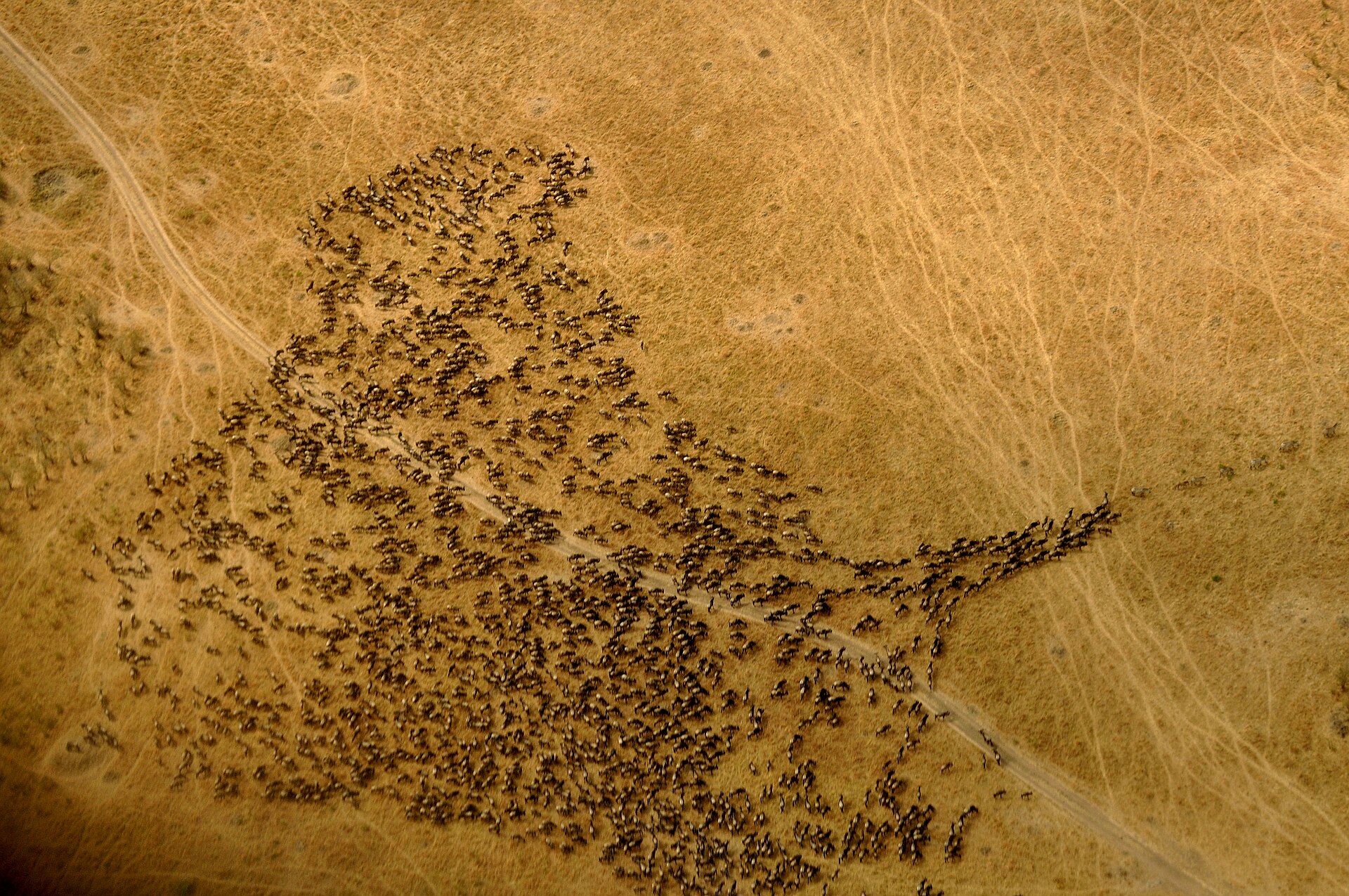 Maasai Mara