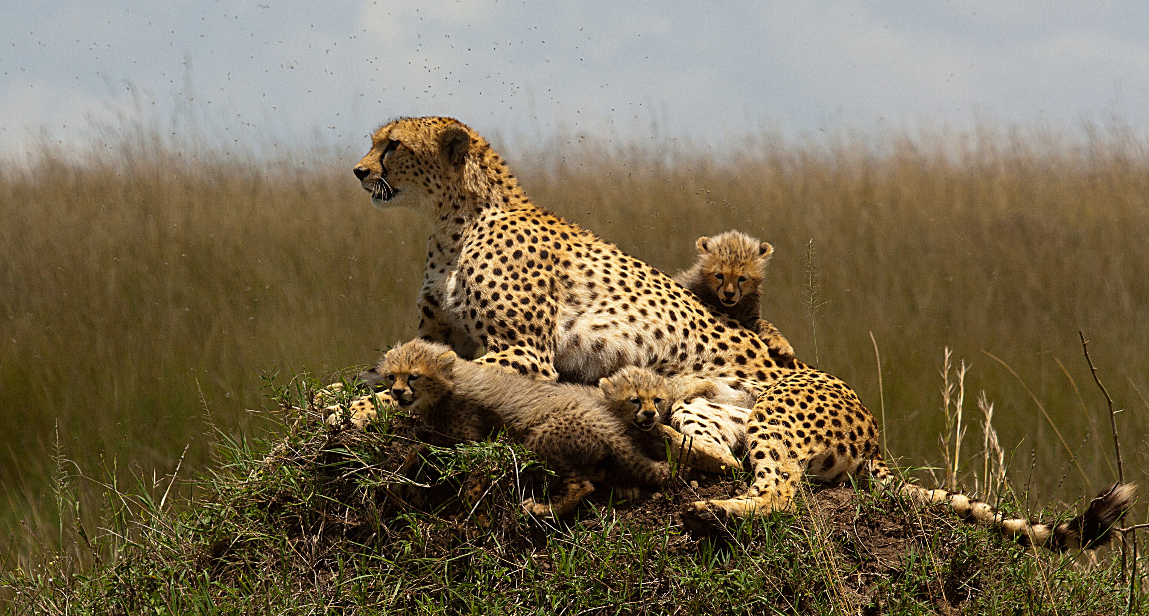 Maasai Mara