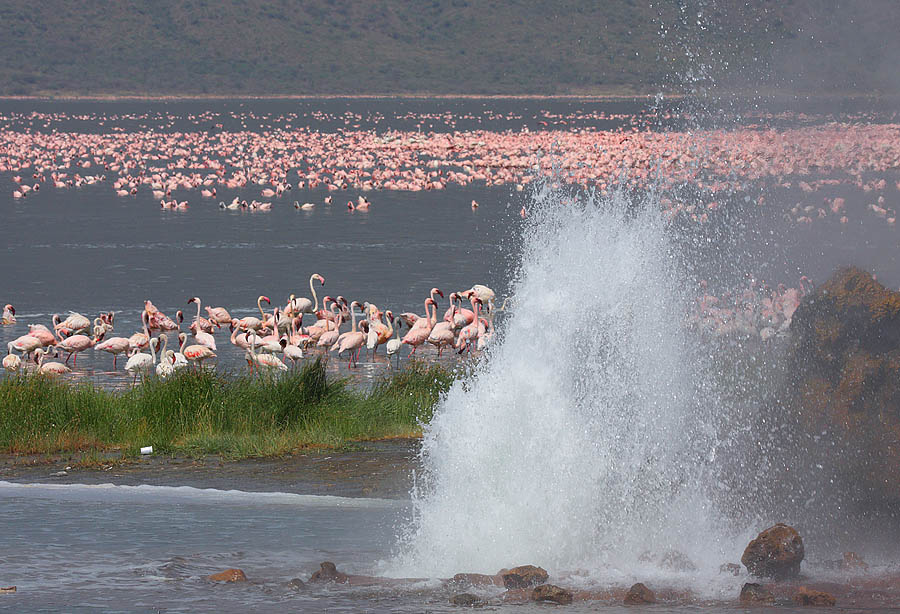 Lake Bogoria