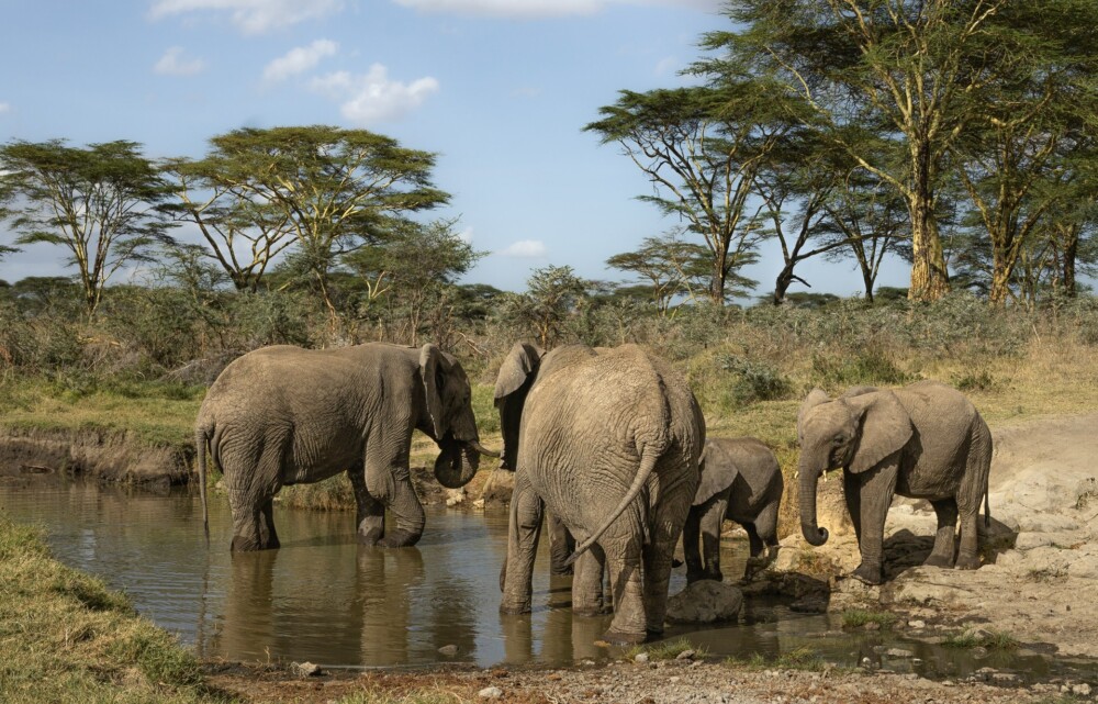 Charlie, Southwest Serengeti