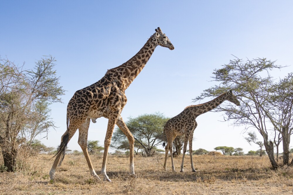 Charlie, Southwest Serengeti