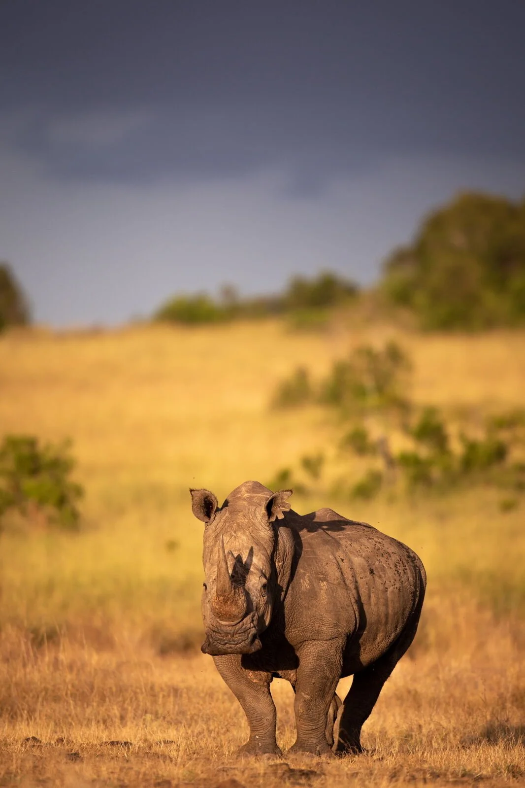 Borana National Park