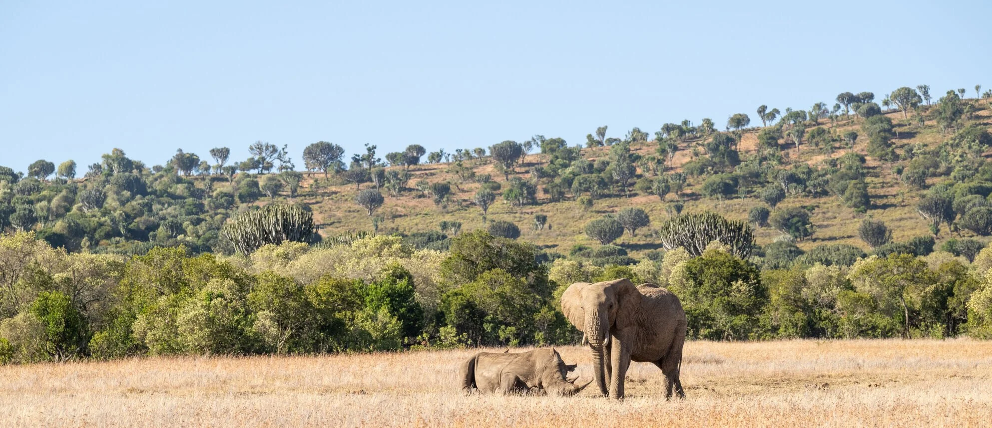 Borana National Park