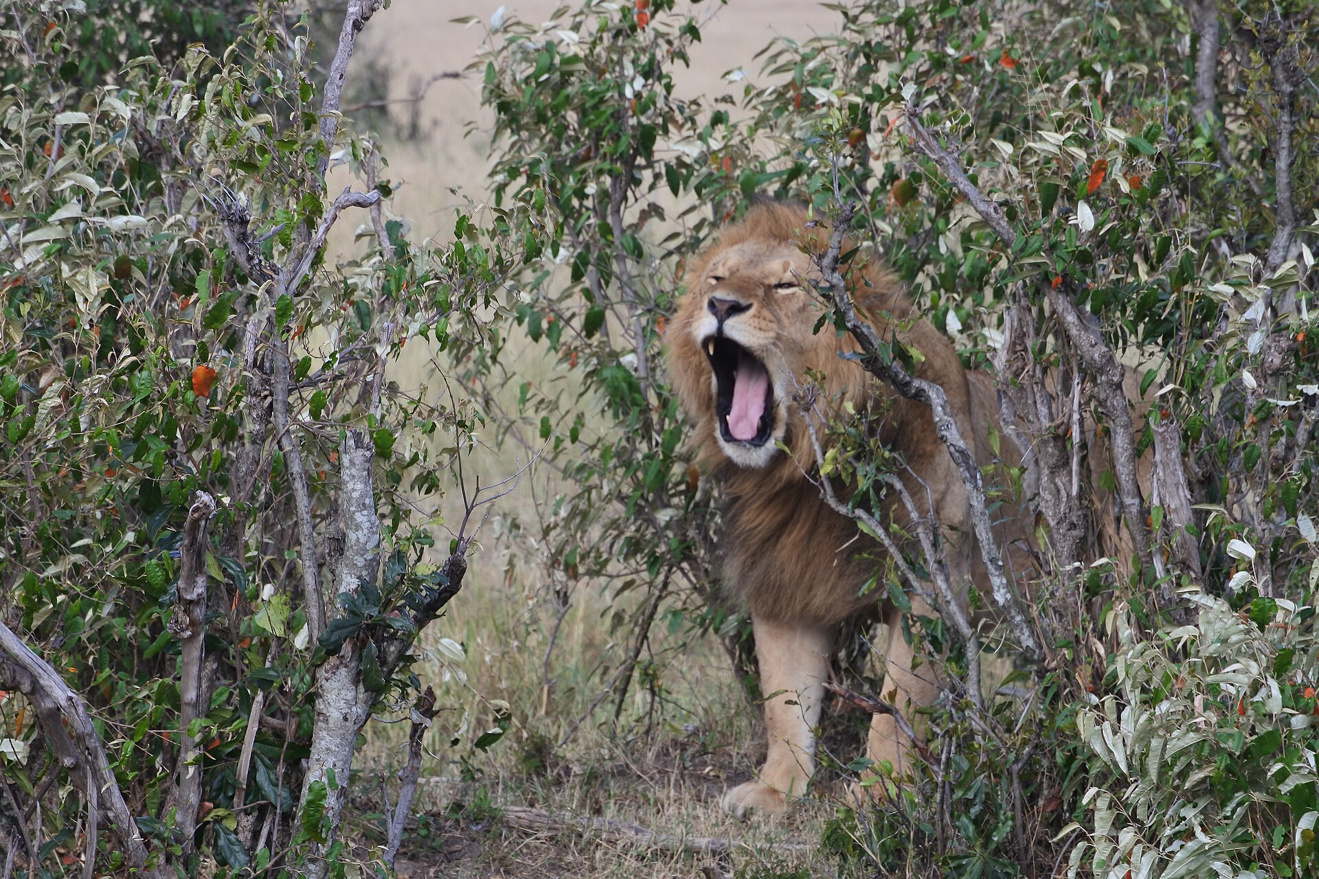 Nairobi national Park