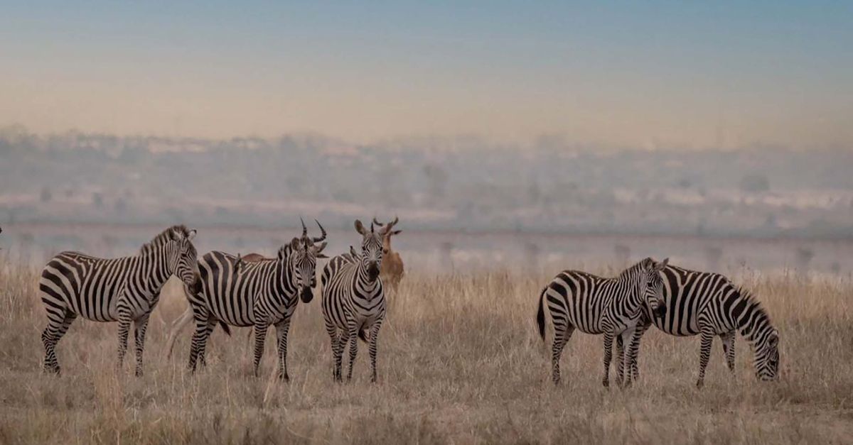 Southern Serengeti