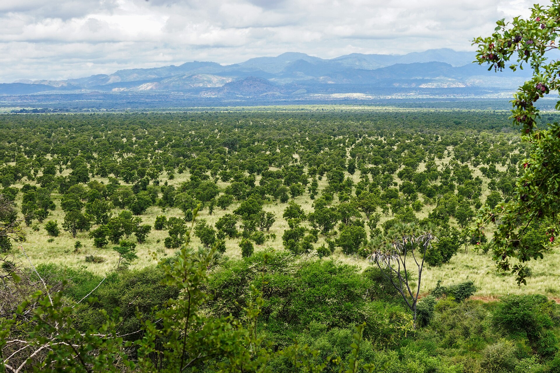 Meru National Park