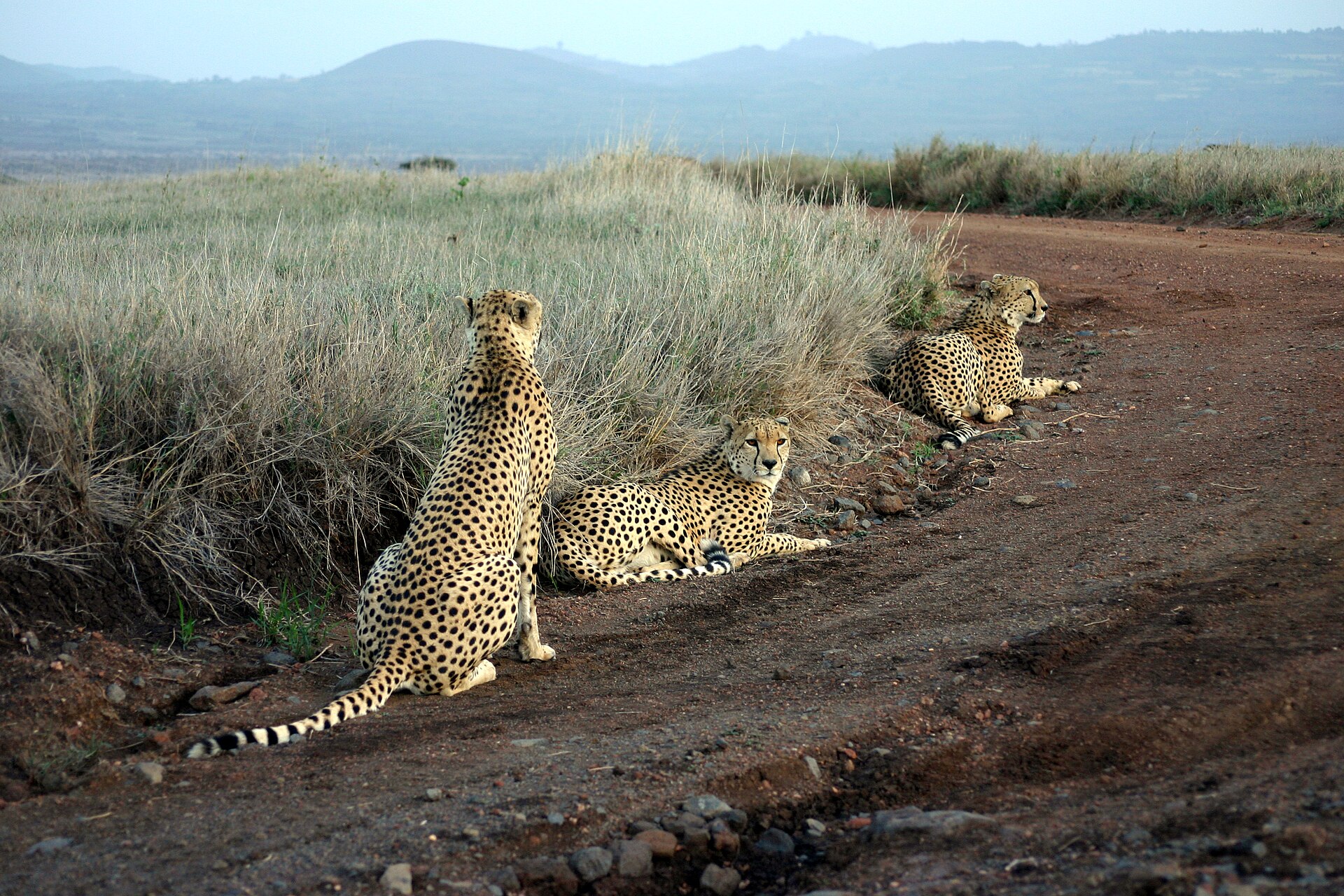 Lewa Wildlife Conservancy