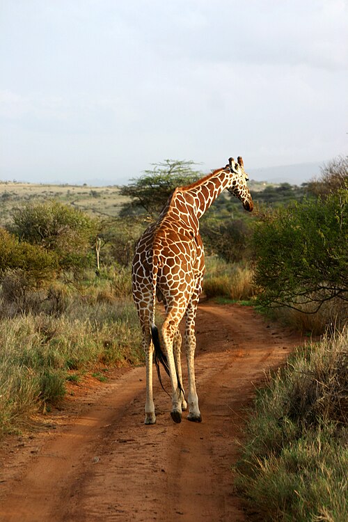 Lewa Wildlife Conservancy