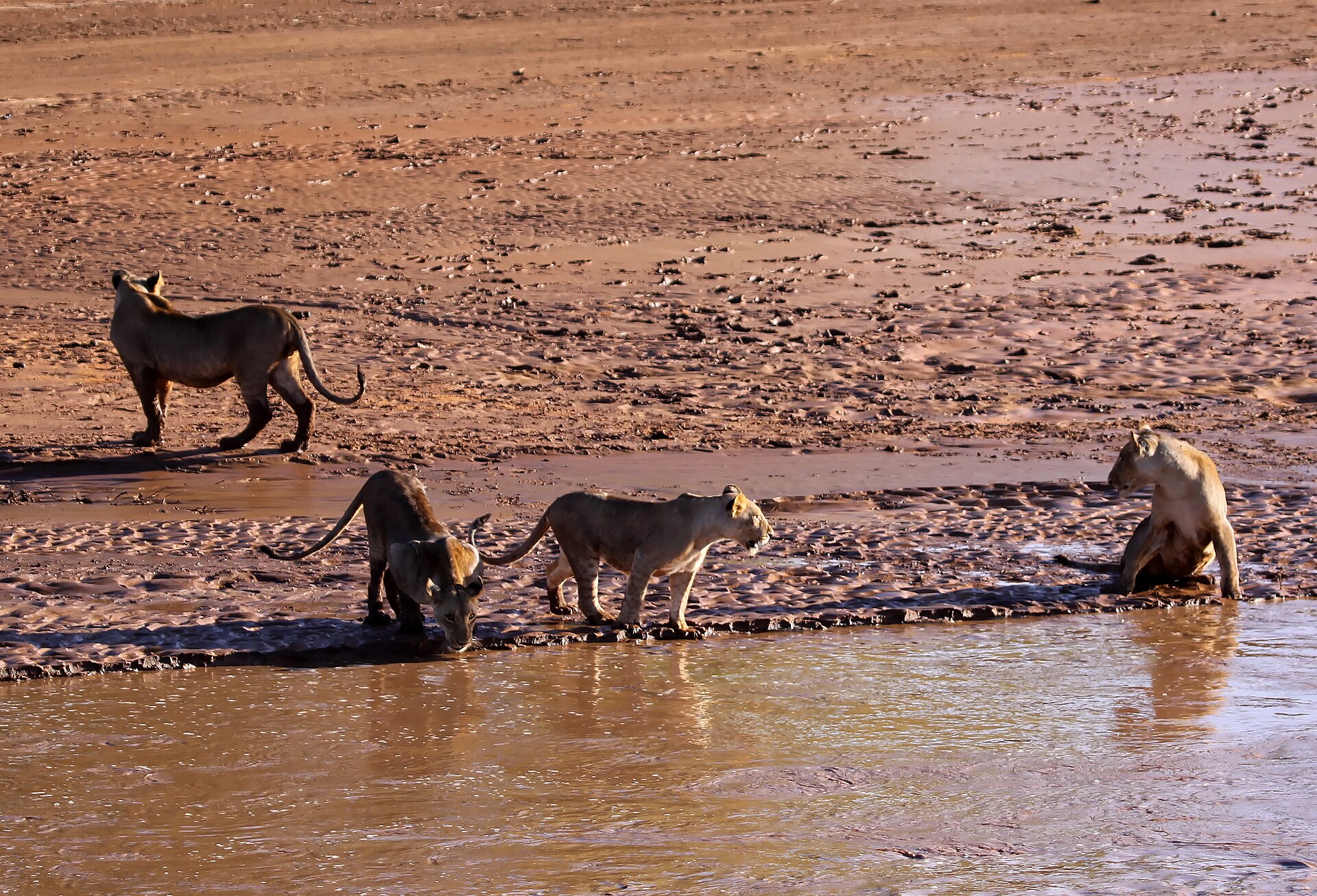 Shabah National Reserve