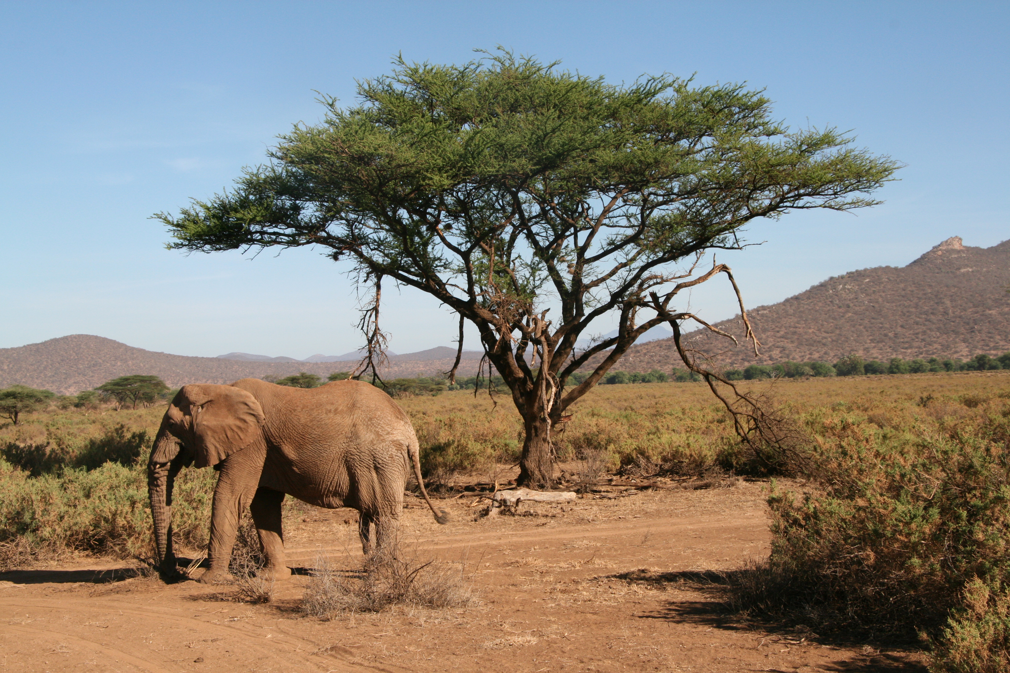 Shabah National Reserve