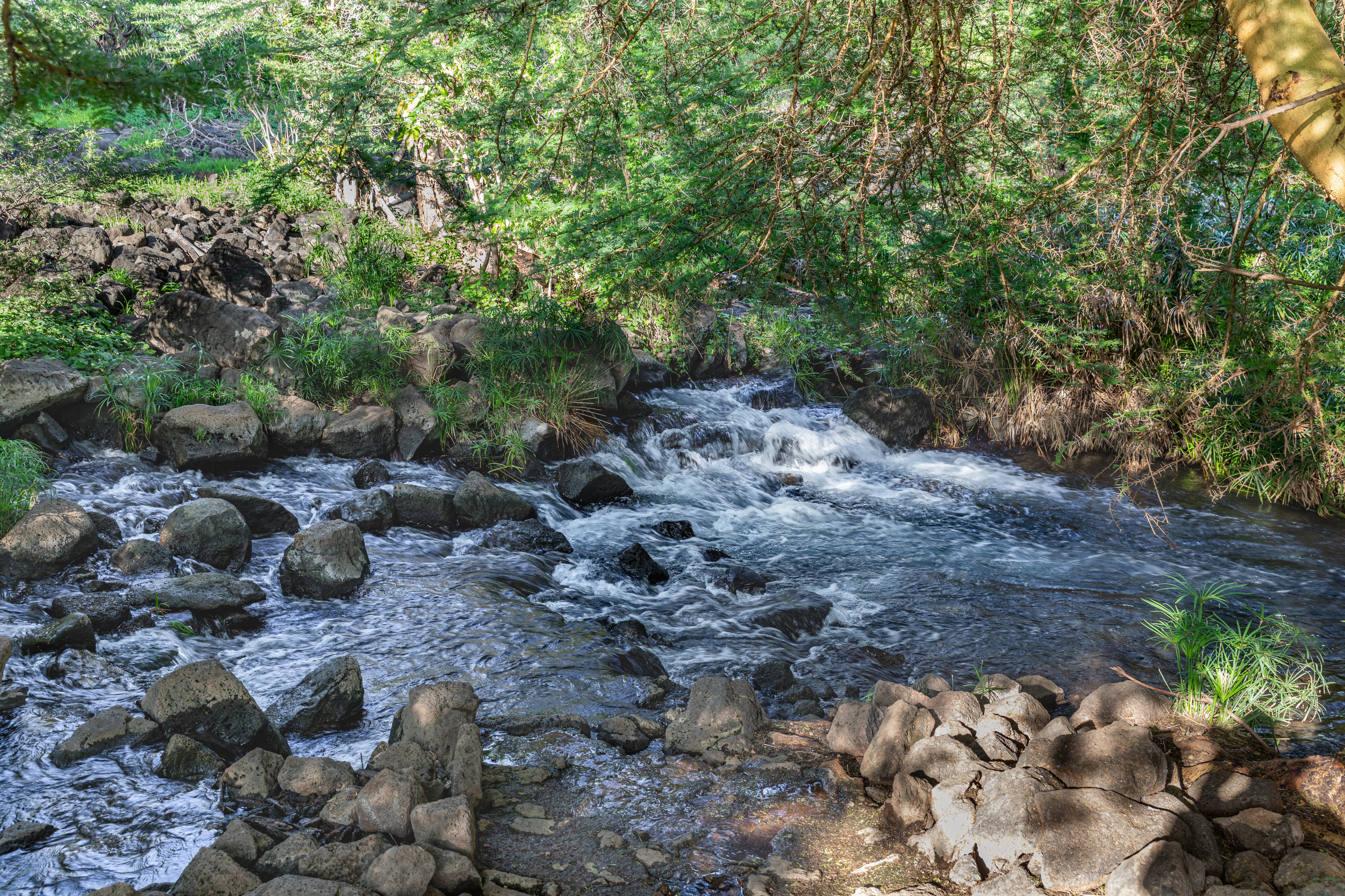 Mzima Springs