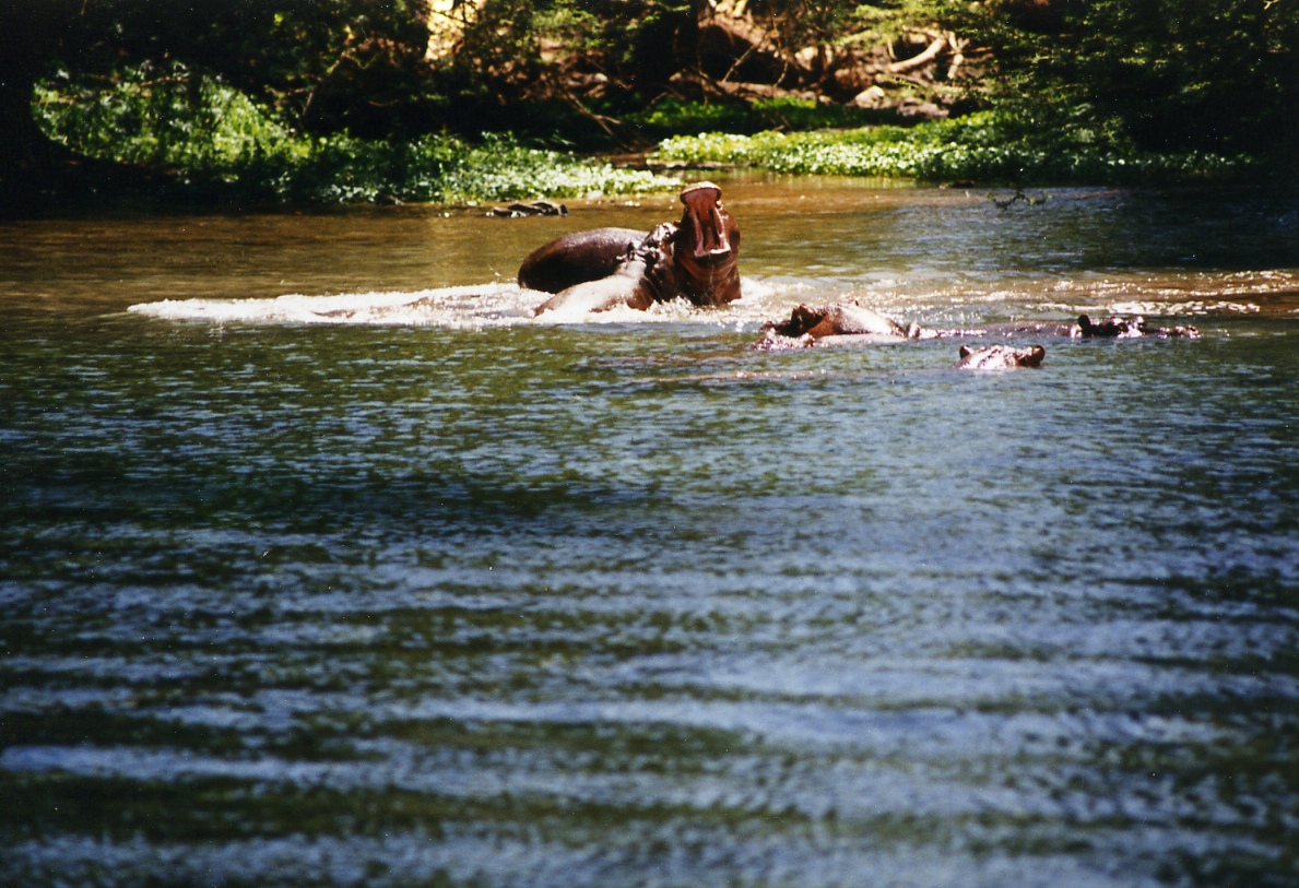 Mzima Springs