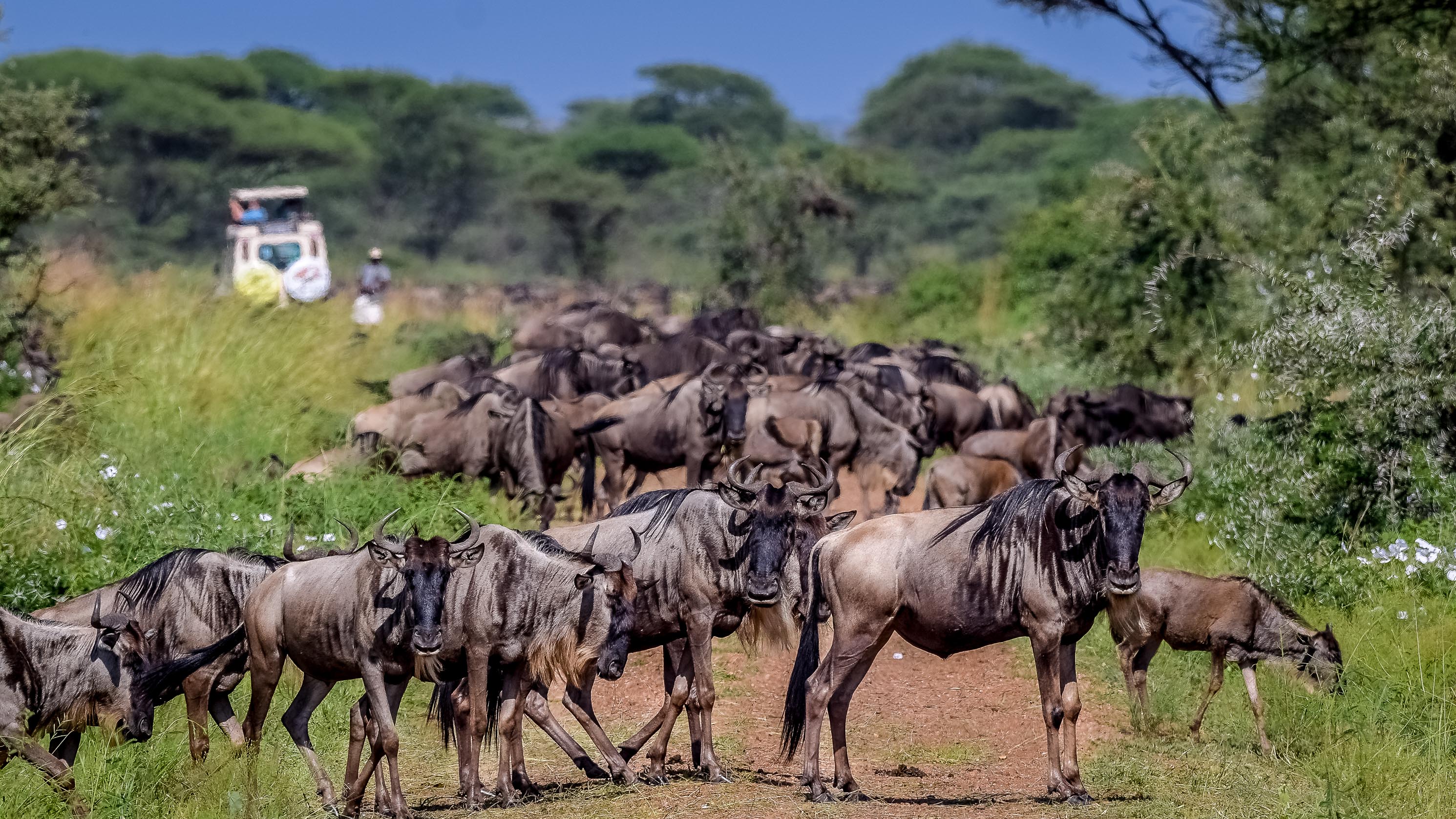 Serengeti National Park