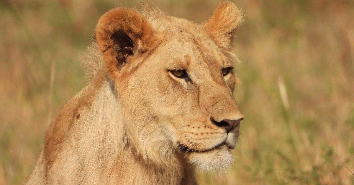 East Serengeti