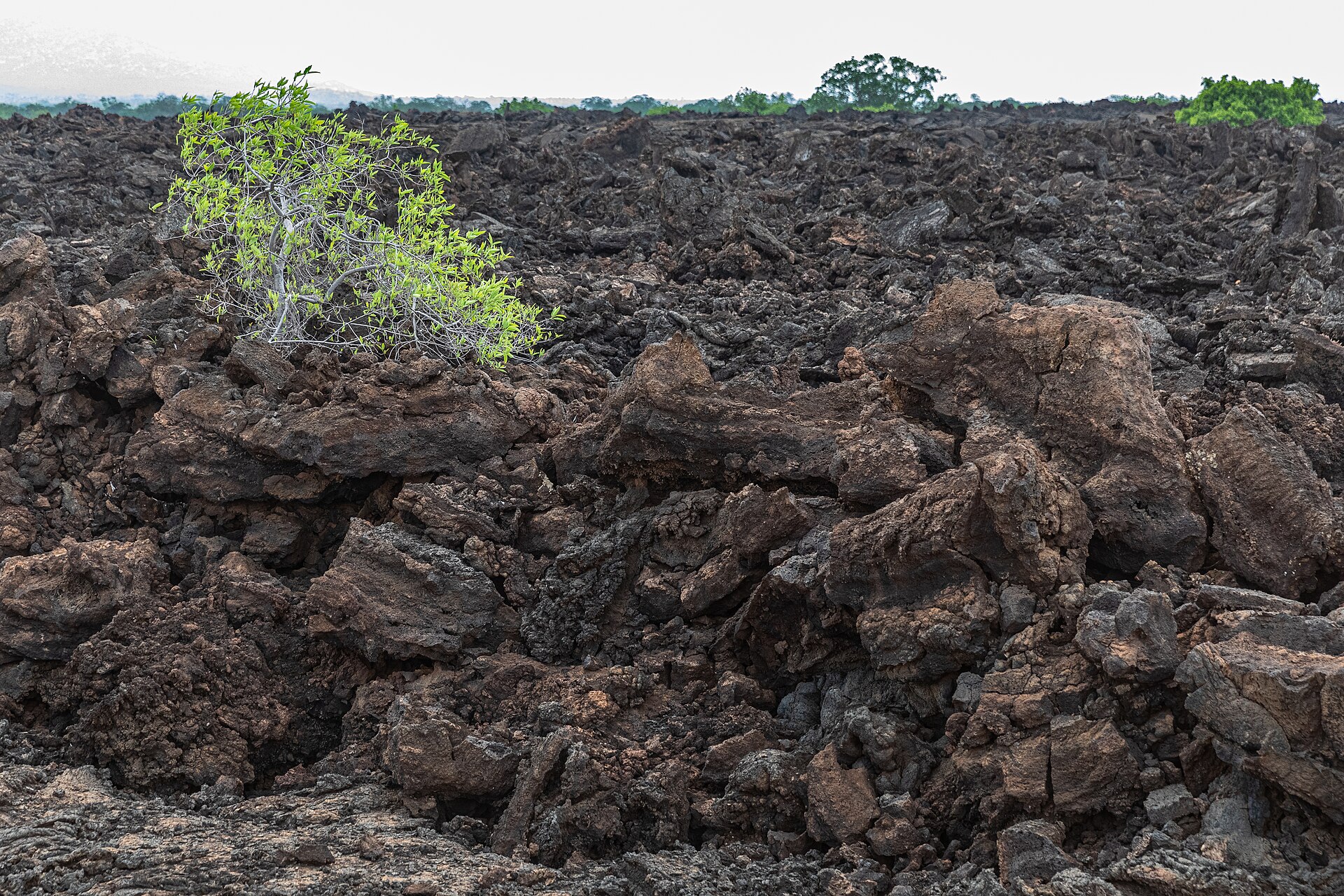 Shetani Lava