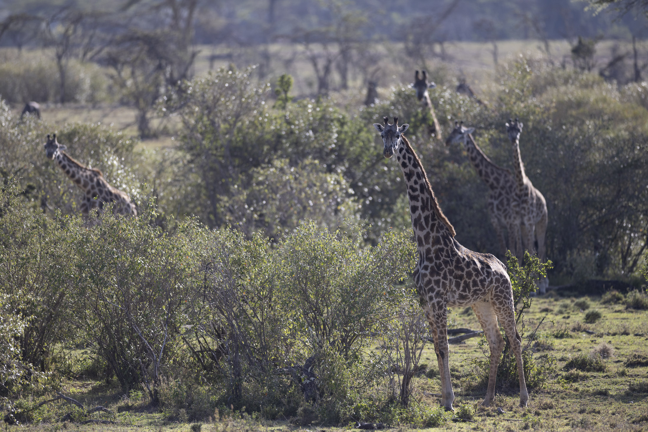 Ol Kinyei Conservancy