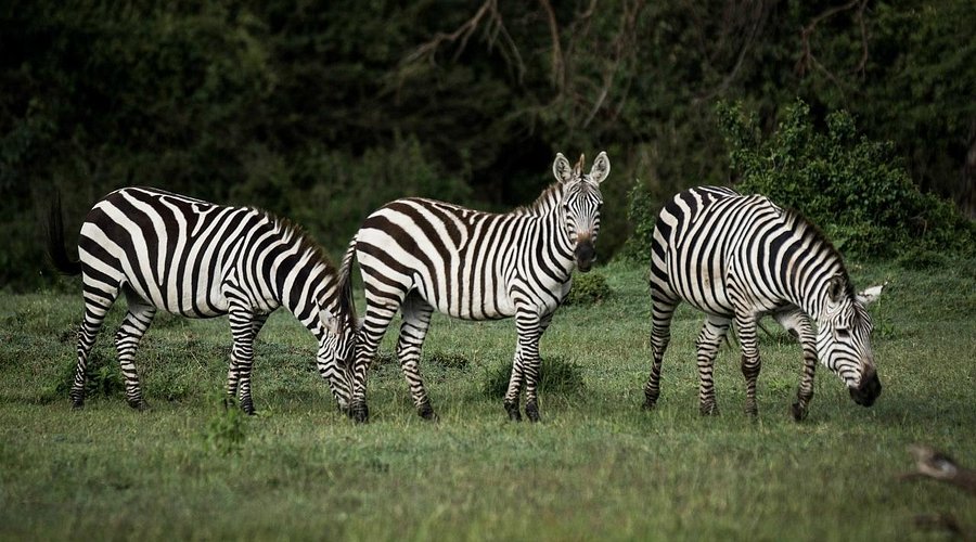 Ol Kinyei Conservancy