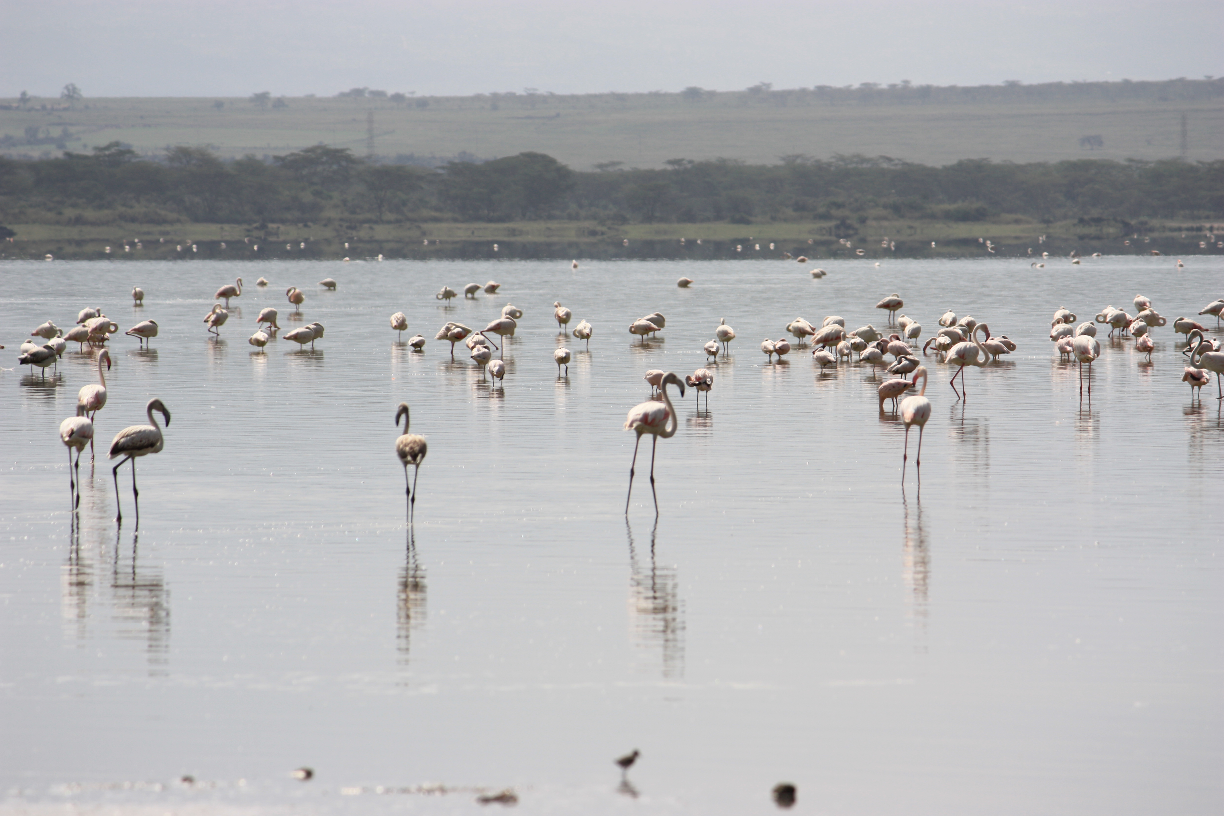 Lake Elmenteita