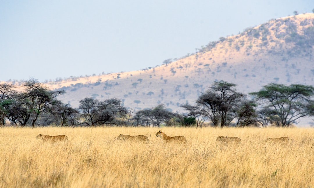 Central Serengeti