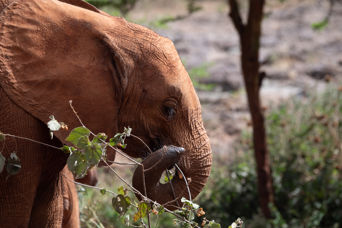 David Sheldrick Wildlife Trust