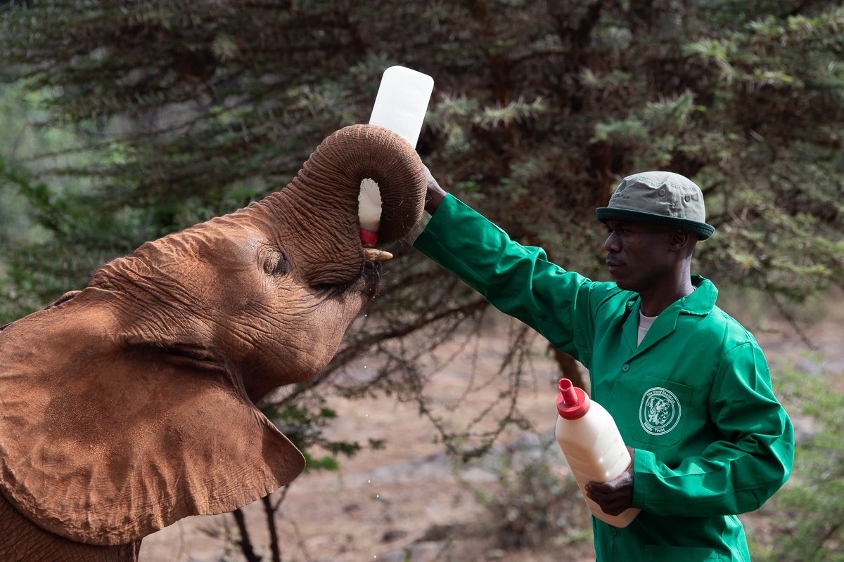David Sheldrick Wildlife Trust