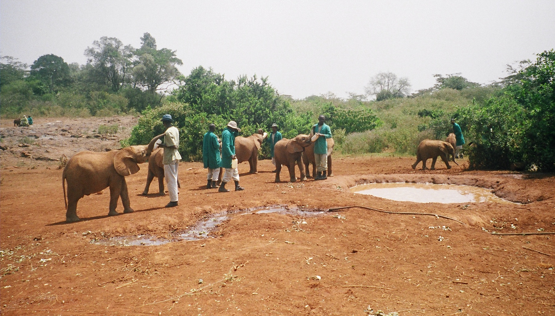 David Sheldrick Wildlife Trust