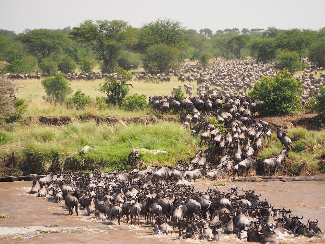 Northern Serengeti