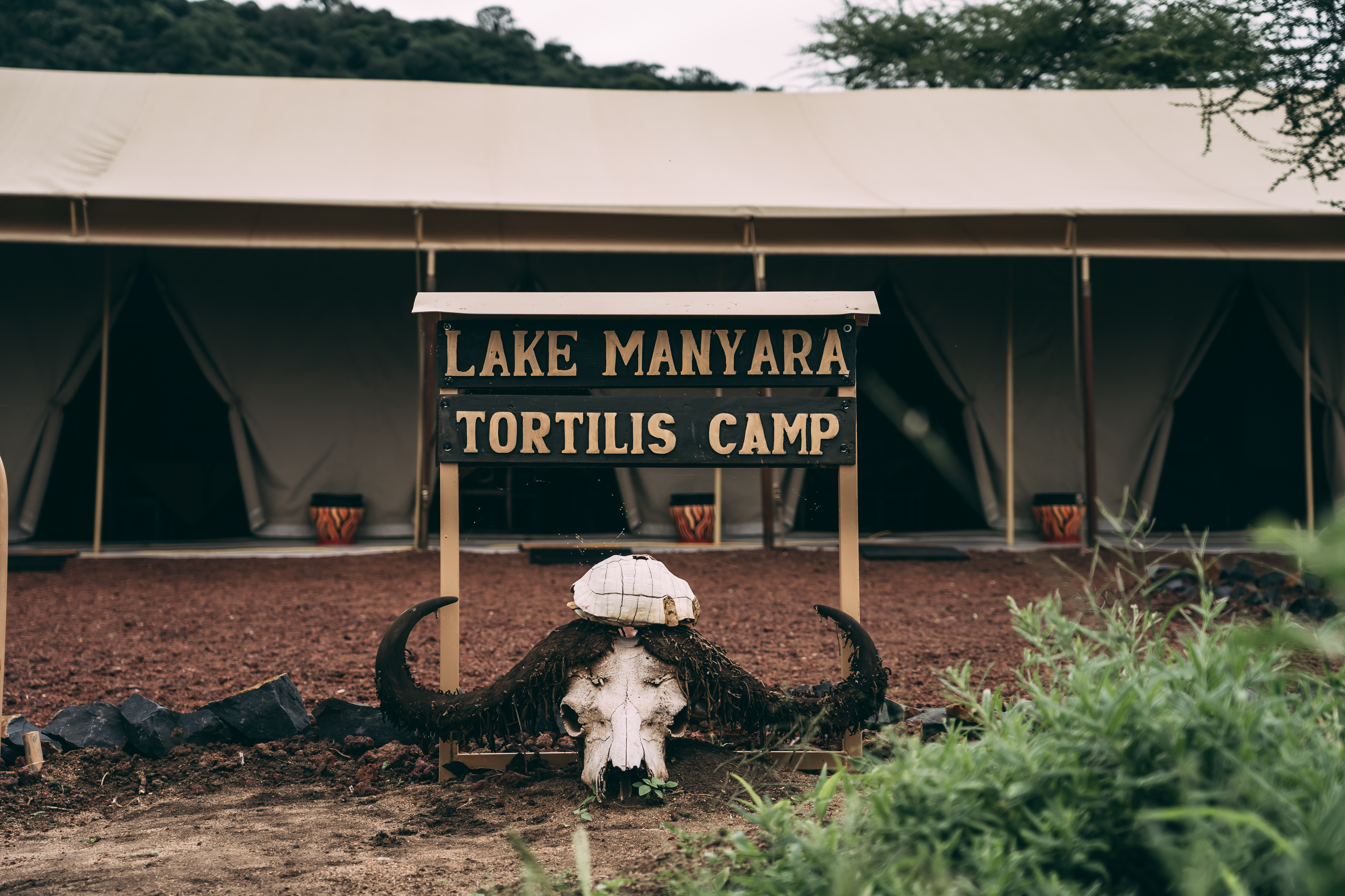 Tortilis Manyara