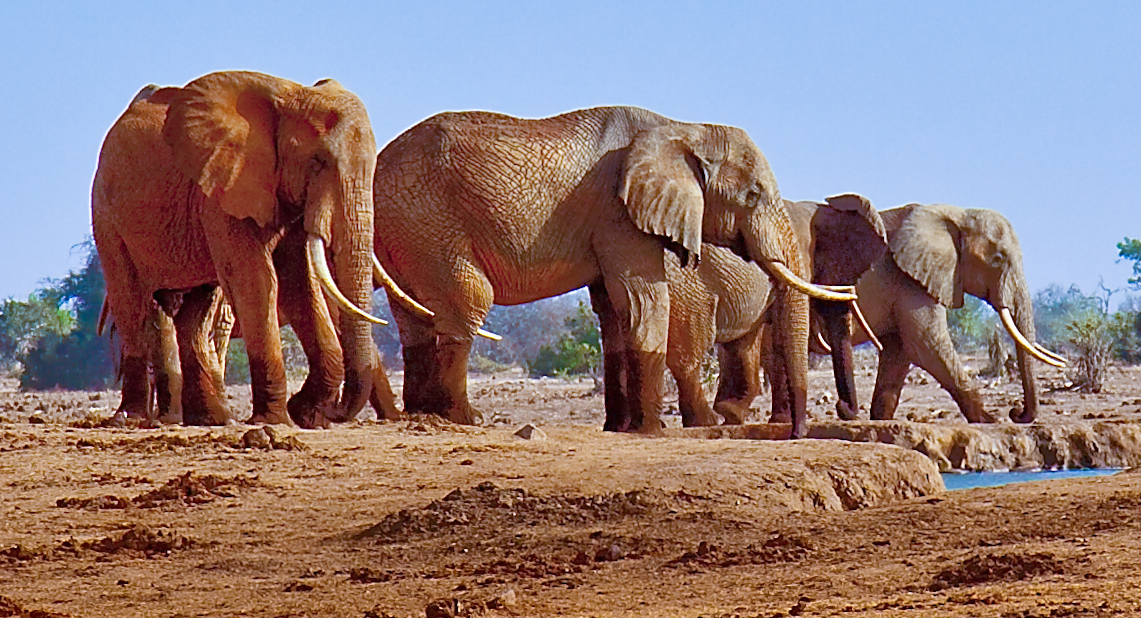 Tsavo National Park