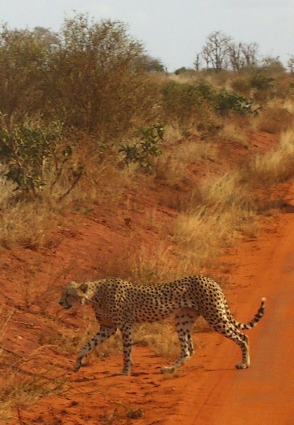 Tsavo National Park