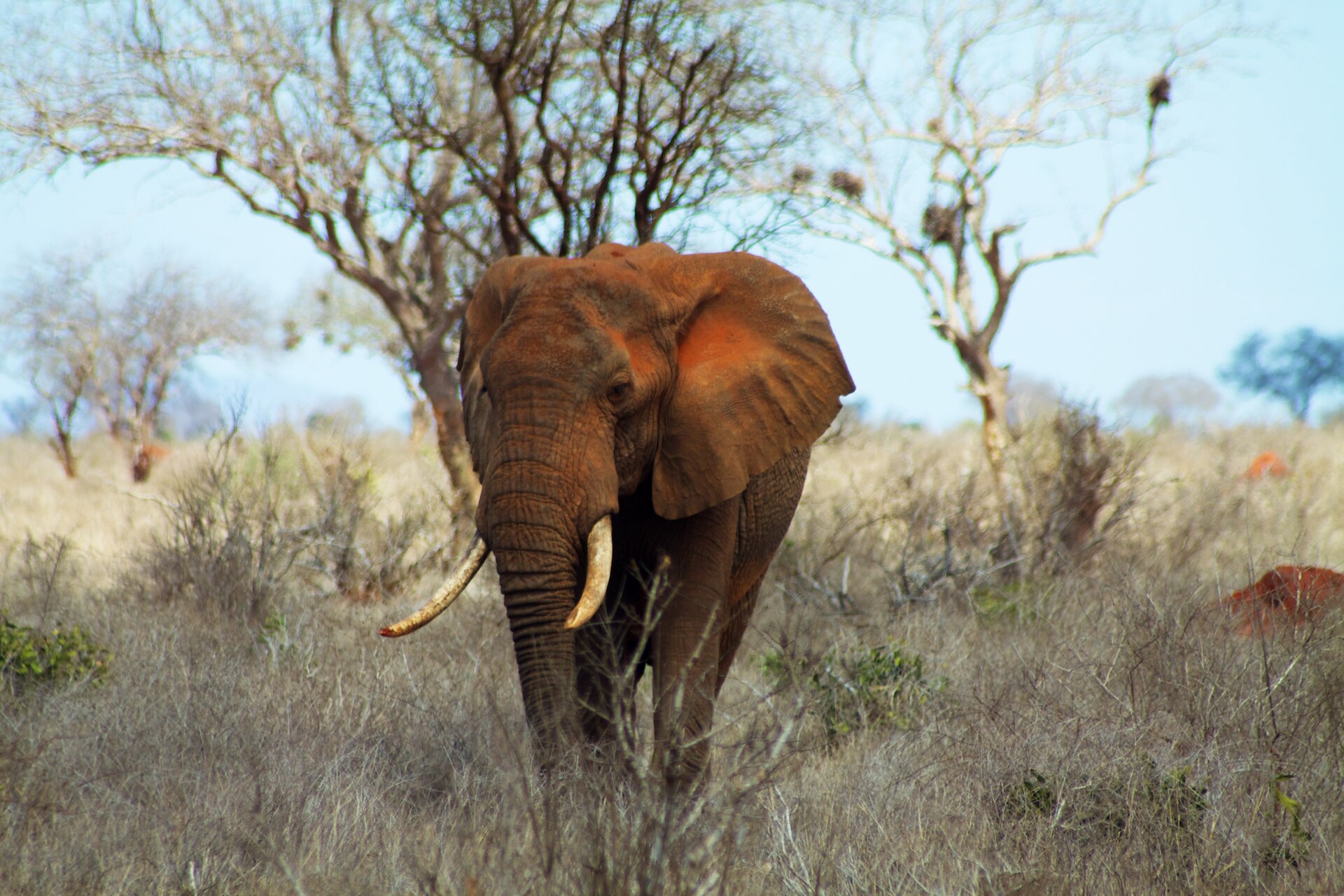 Tsavo National Park
