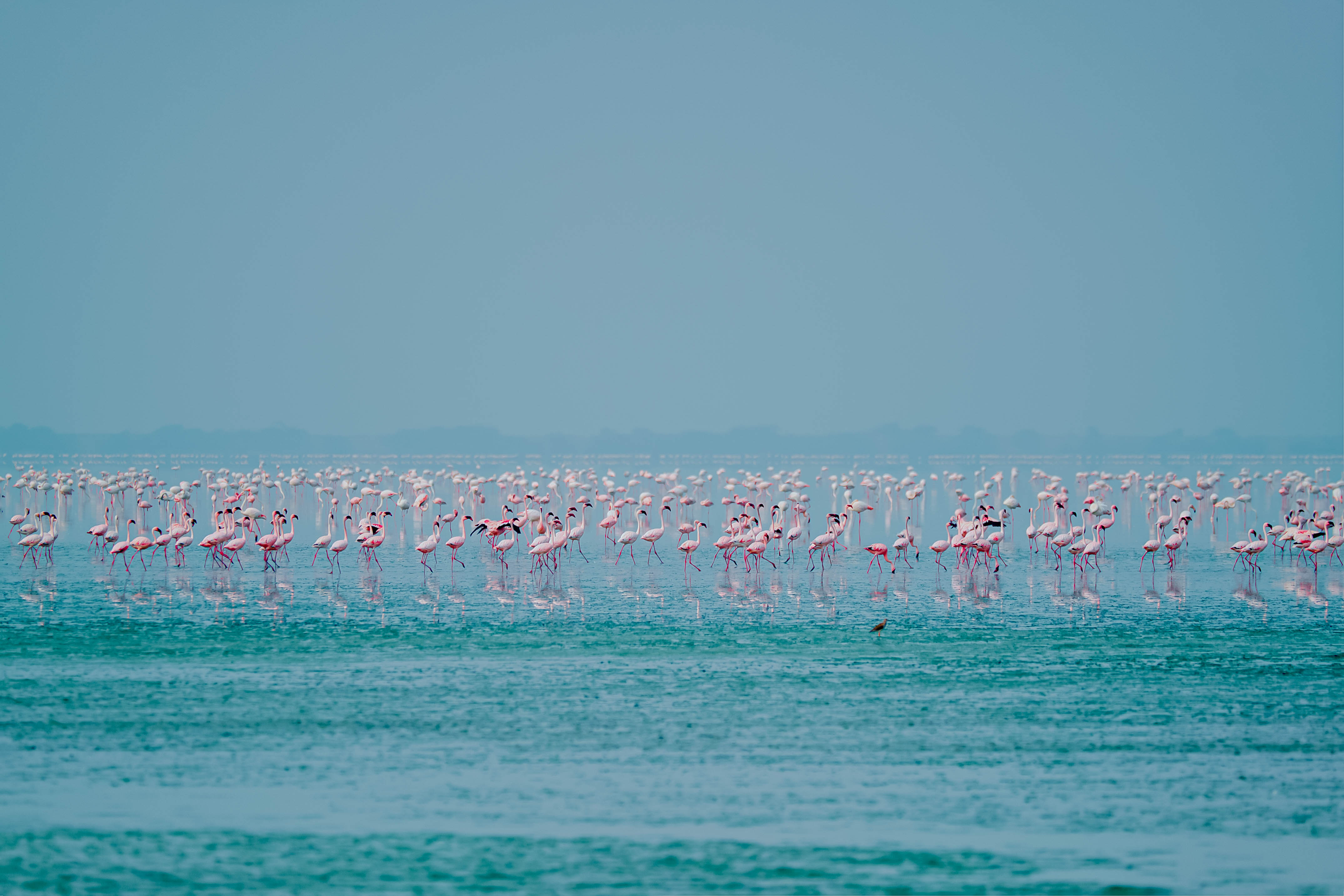 Flamingo colony on Lake Burunge