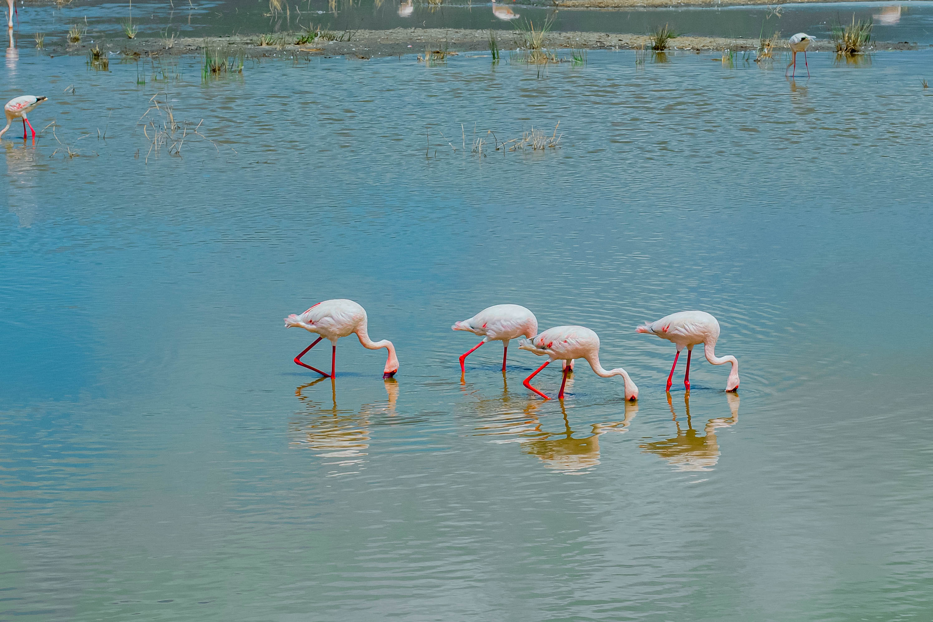 Flamingos at dusk on Lake Burunge