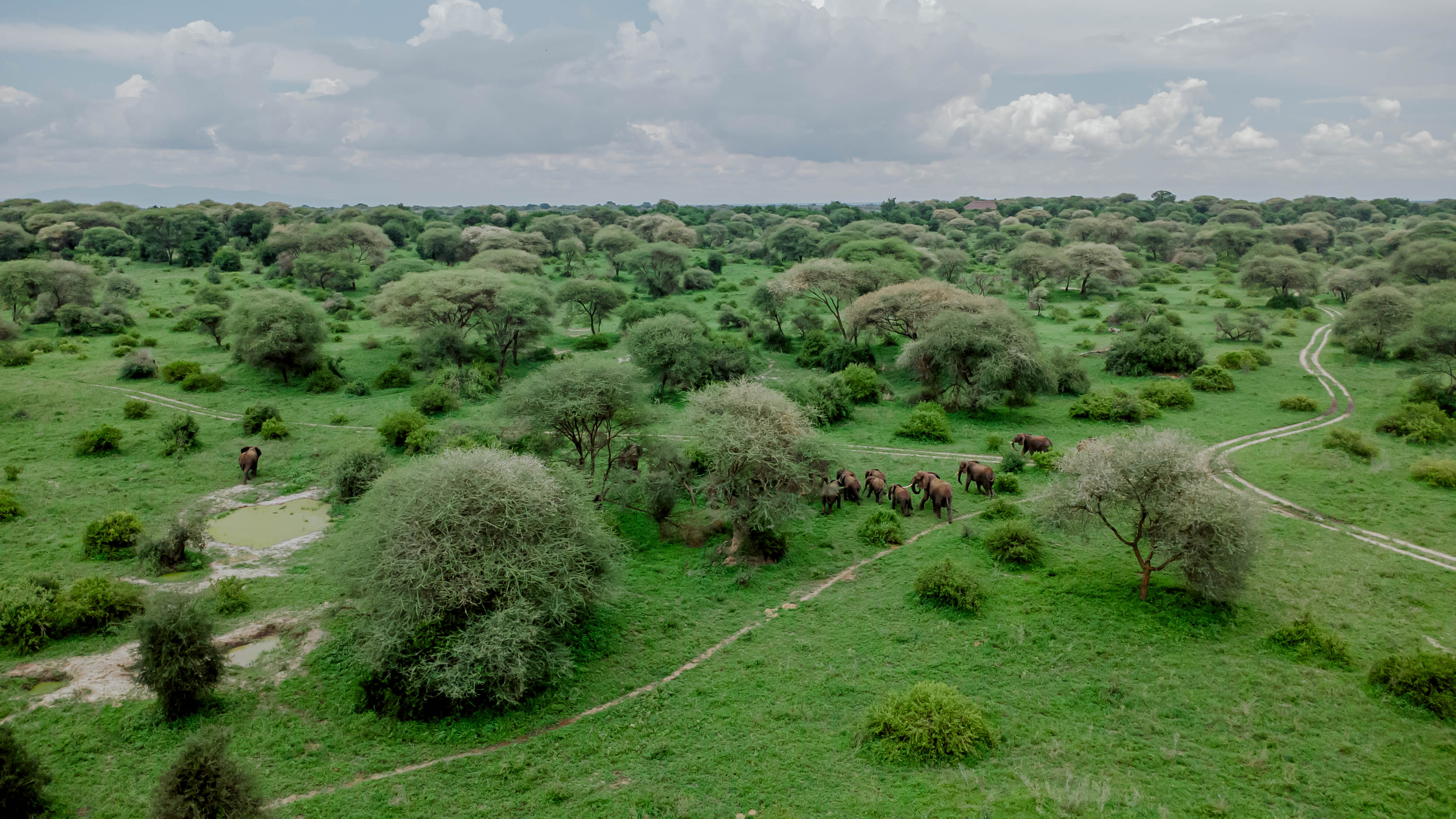 Elephant close-up, Burunge WMA
