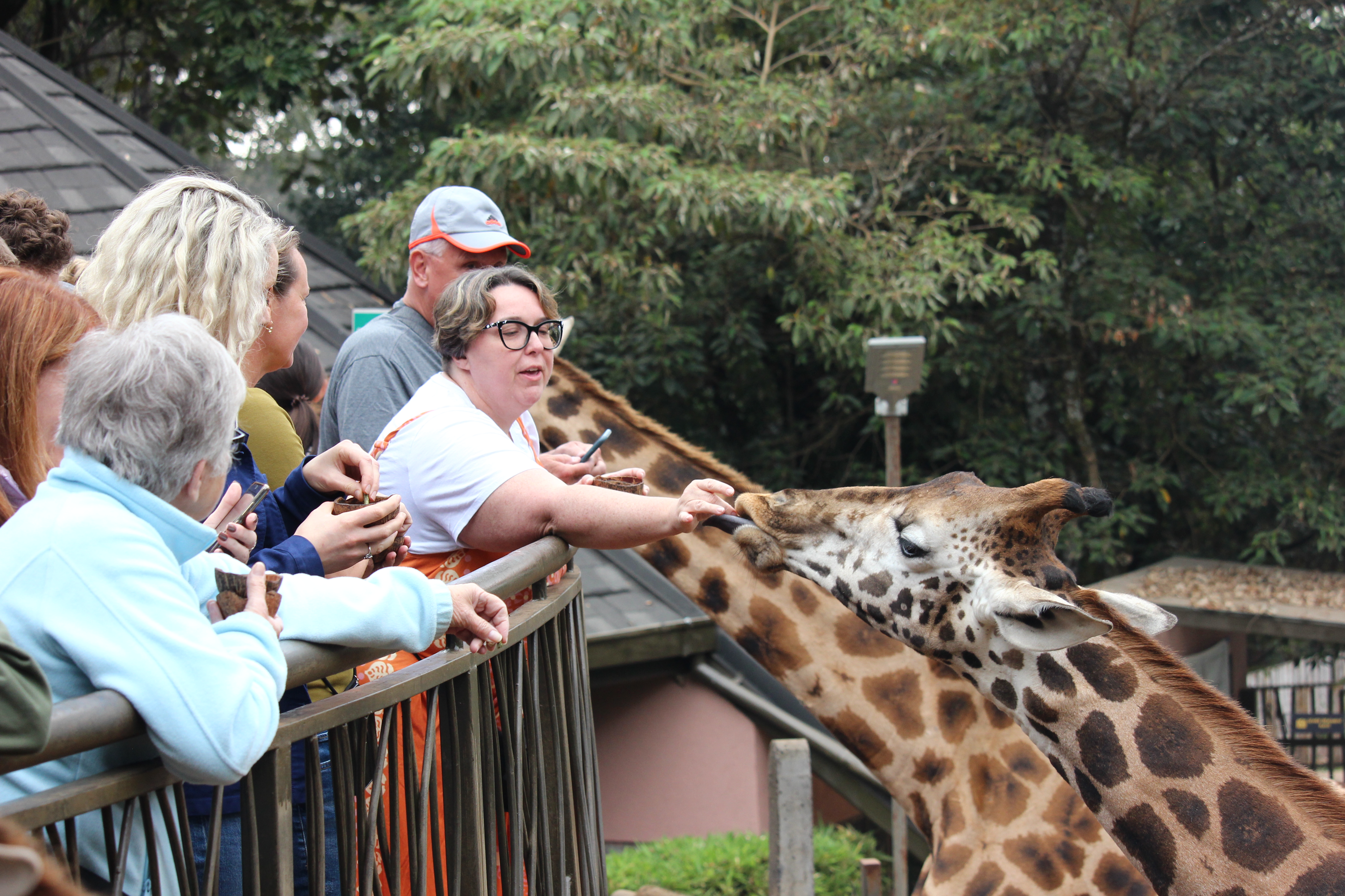 Giraffee Centre