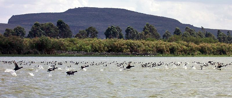lake Naivasha