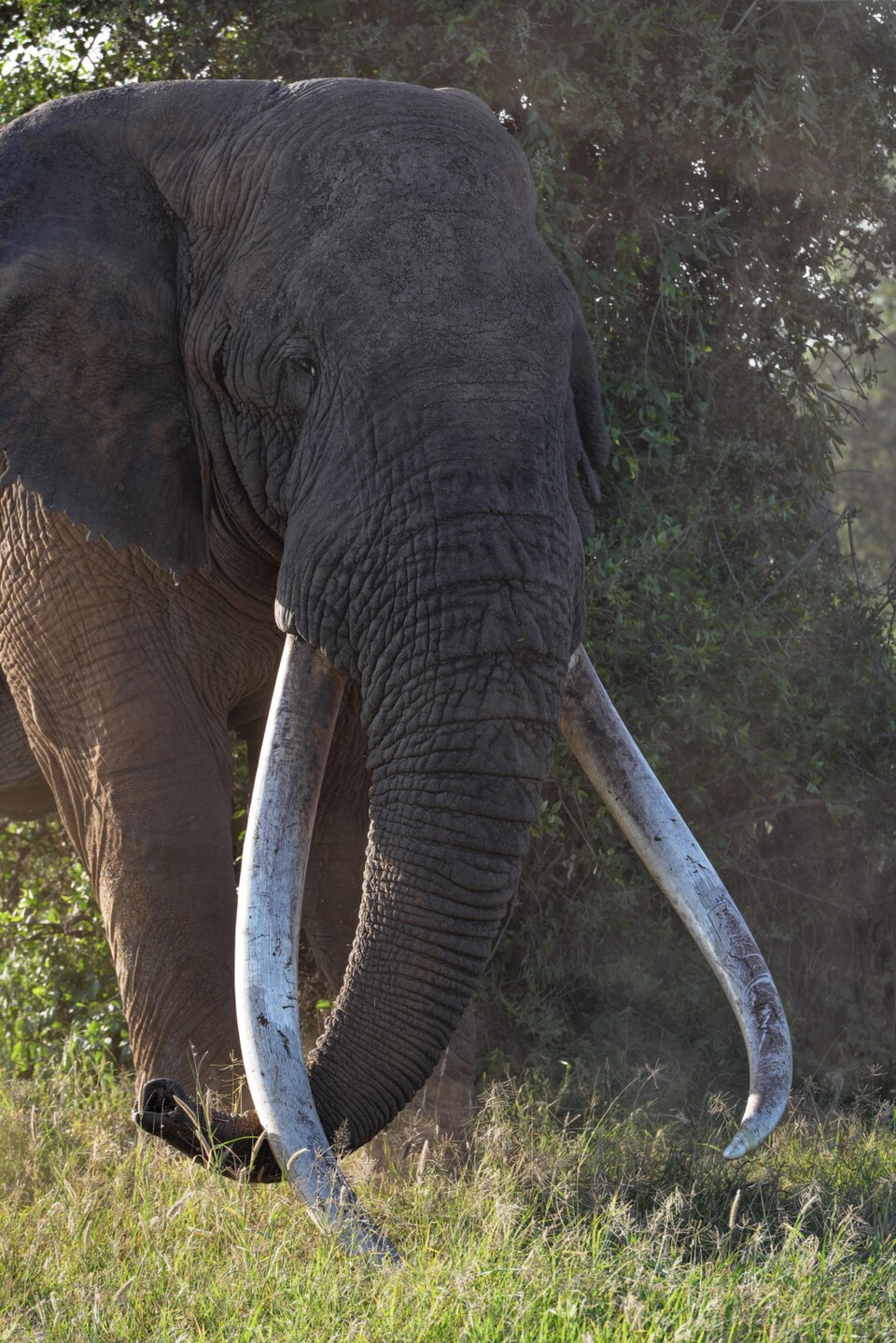 Amboseli National Park