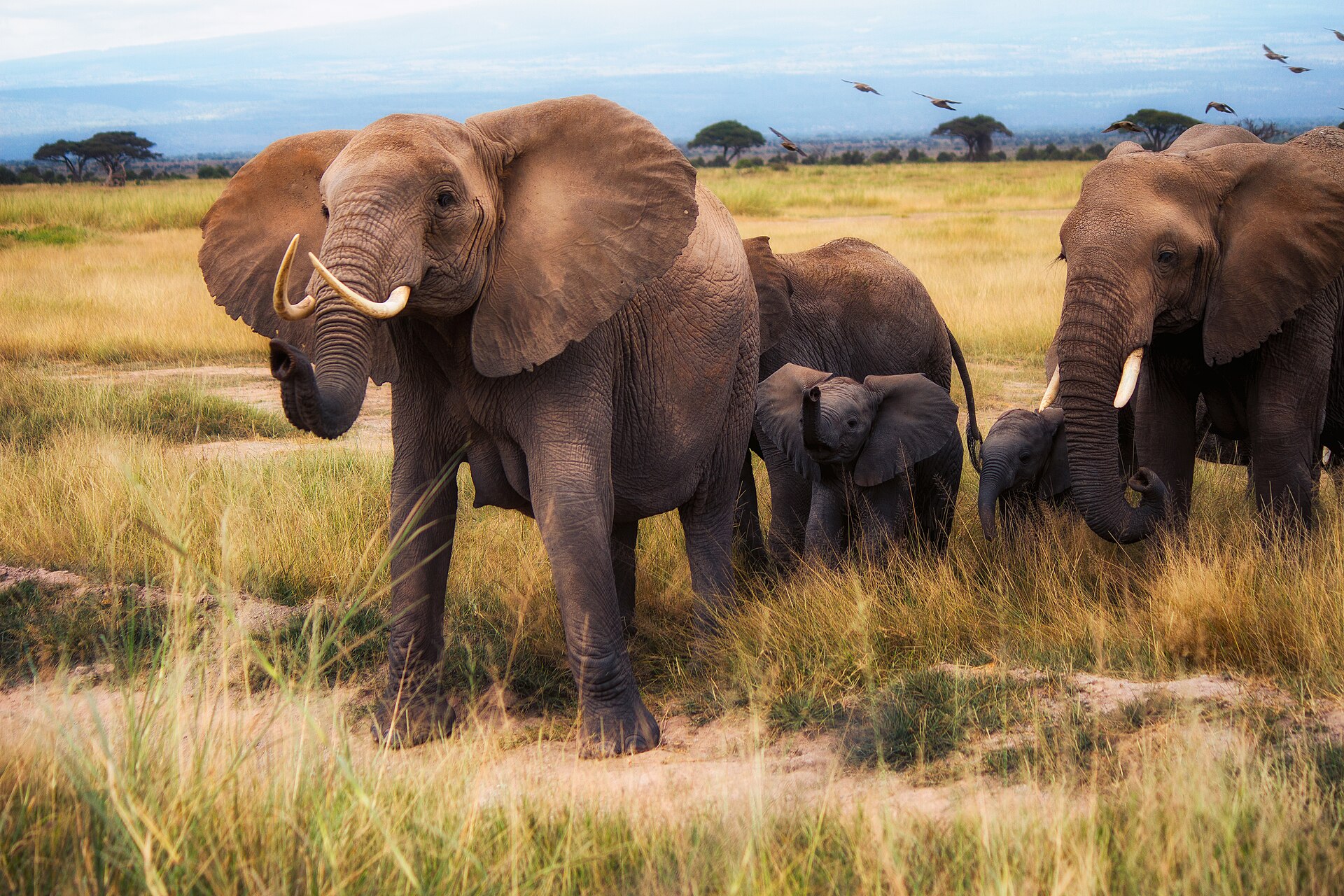 Amboseli National Park