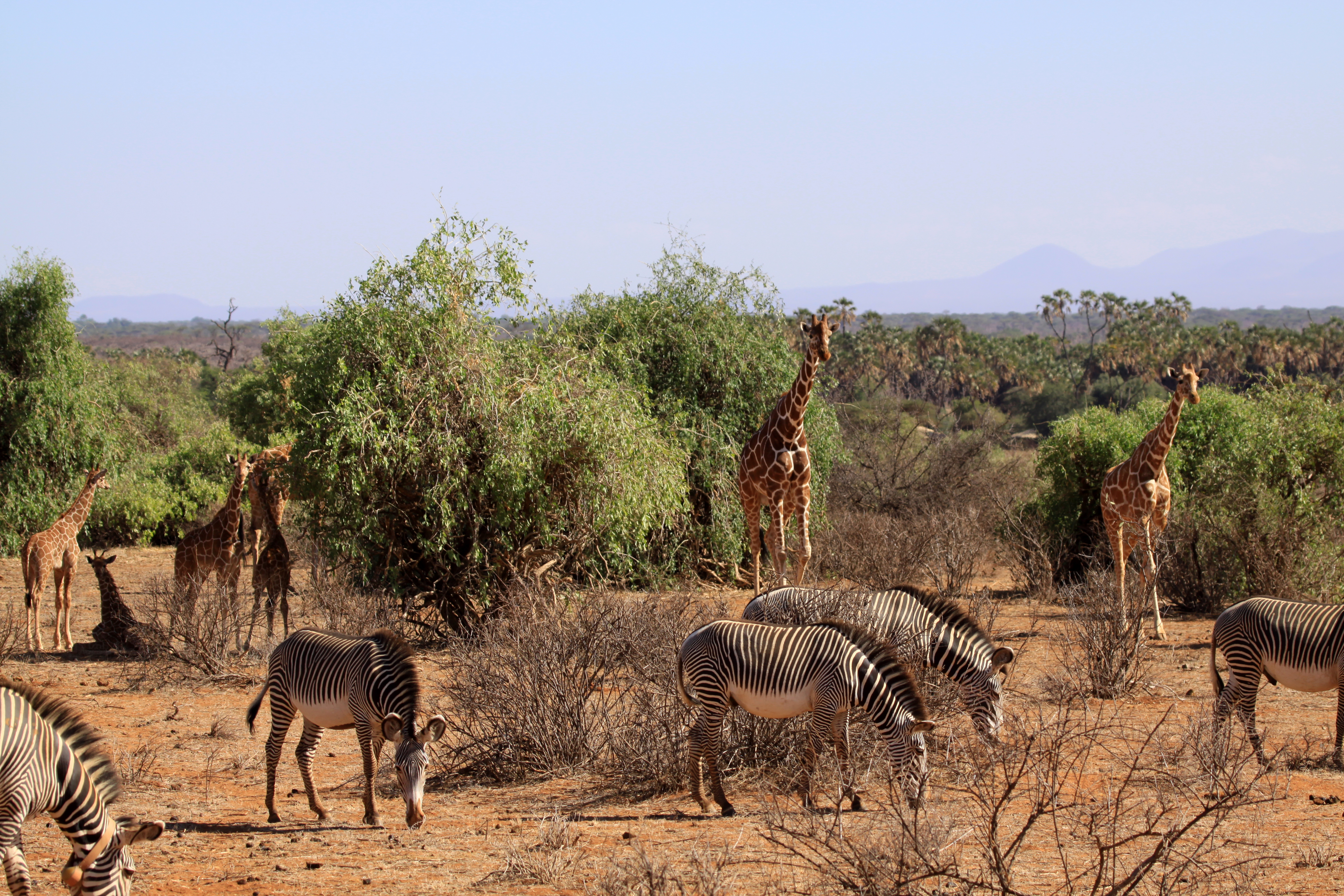 Samburu National Reserve