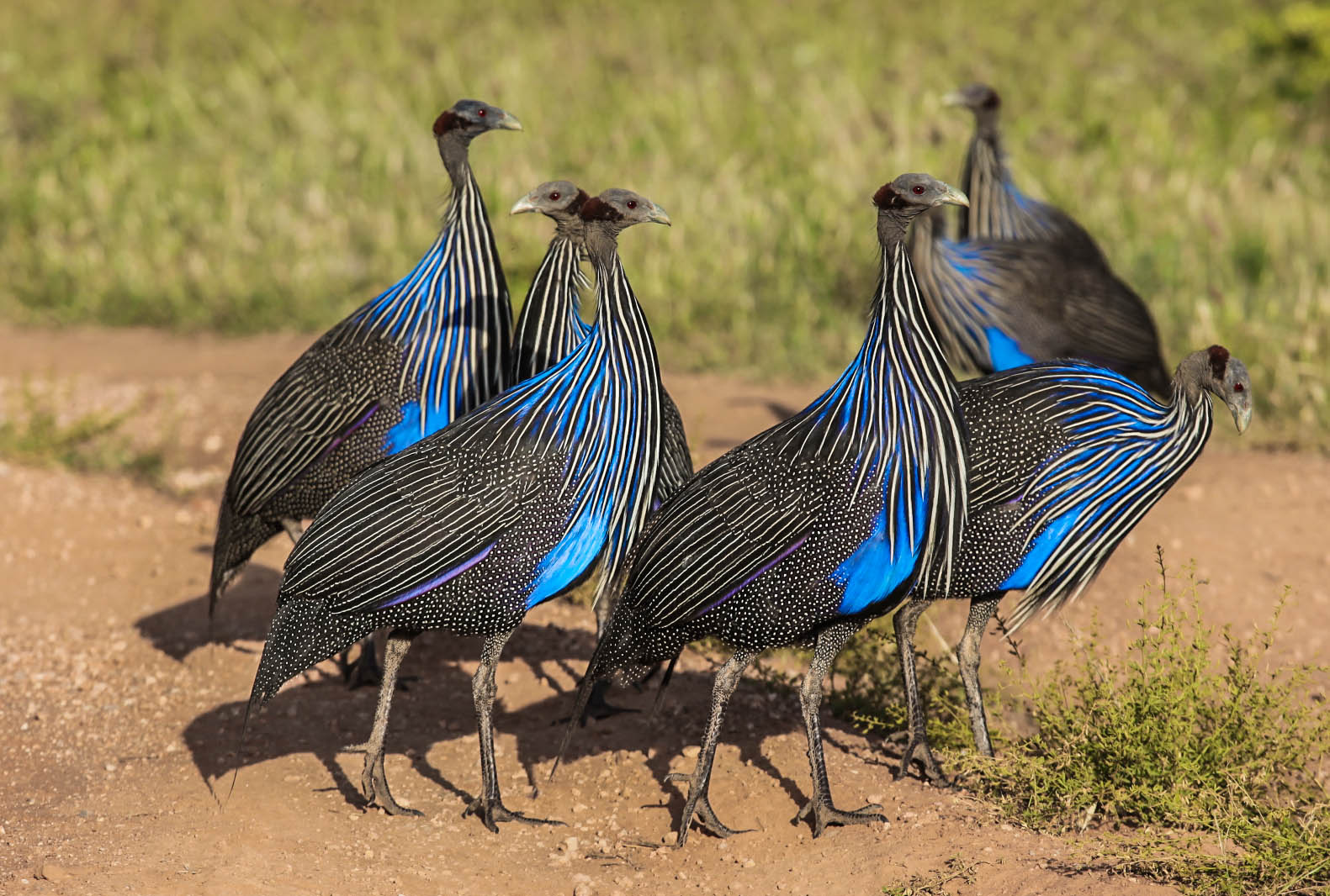 Samburu National Reserve