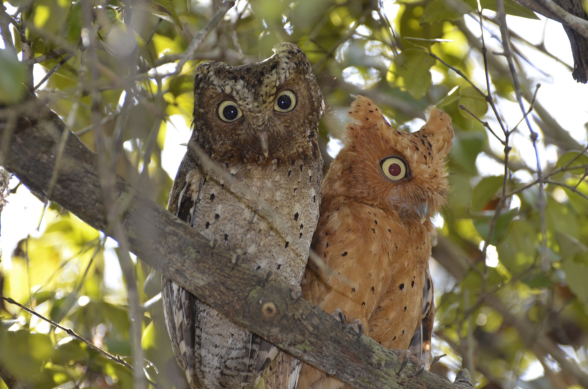Arabuko National Park