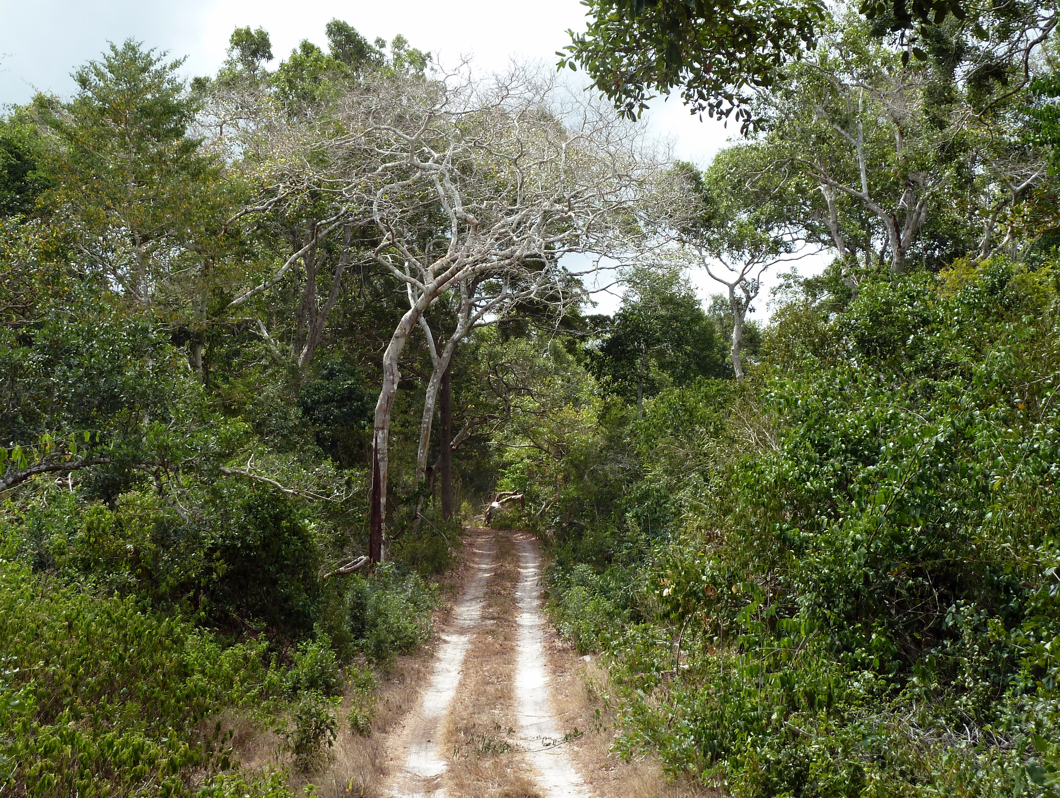 Arabuko National Park