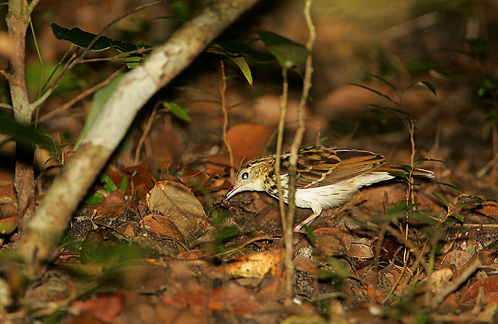 Arabuko National Park