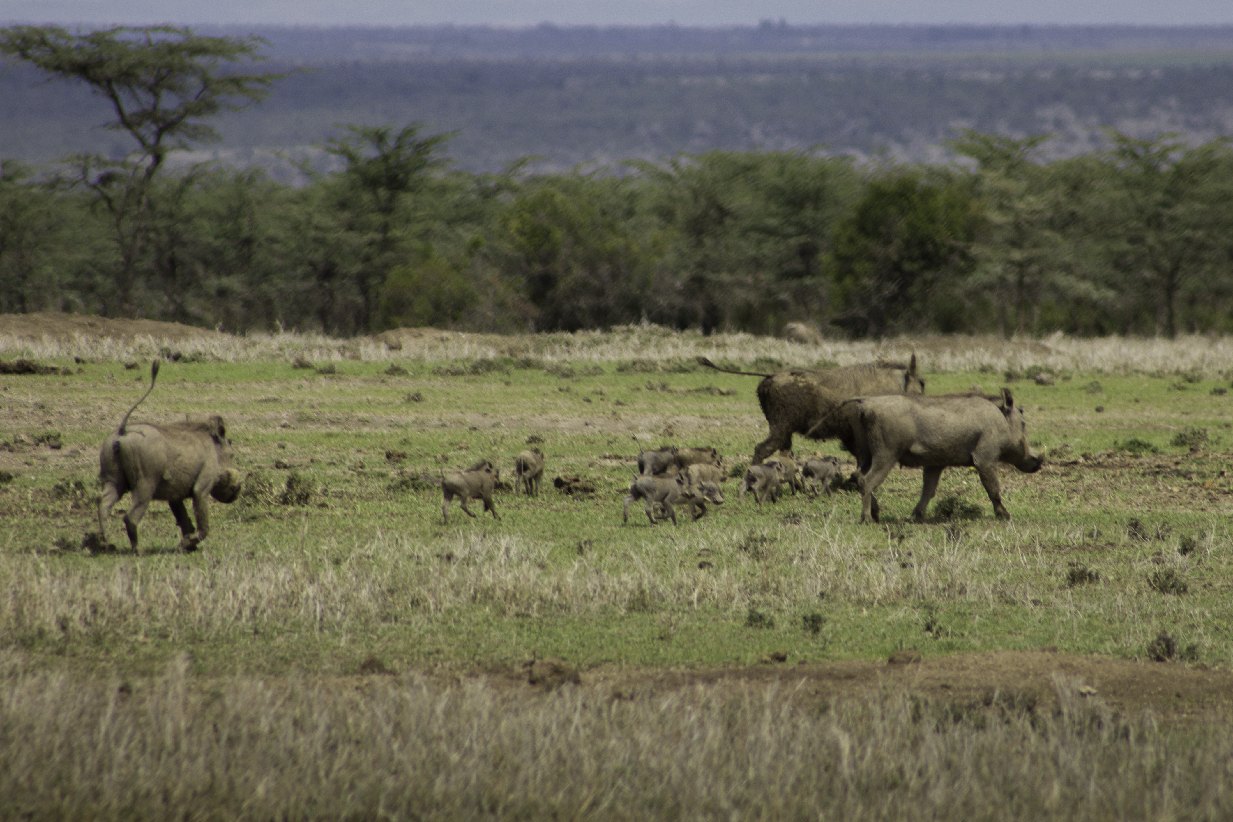 Ol pejeta Conservancy