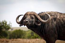 Ol pejeta Conservancy