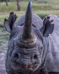 Ol pejeta Conservancy