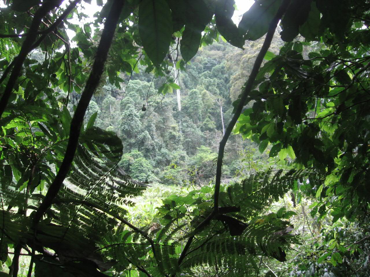 Udzungwa Mountain National Park