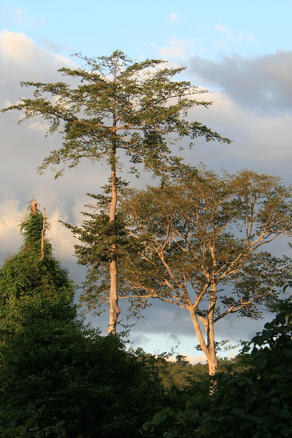 Udzungwa Mountain National Park